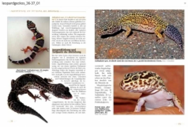 Leopardgeckos